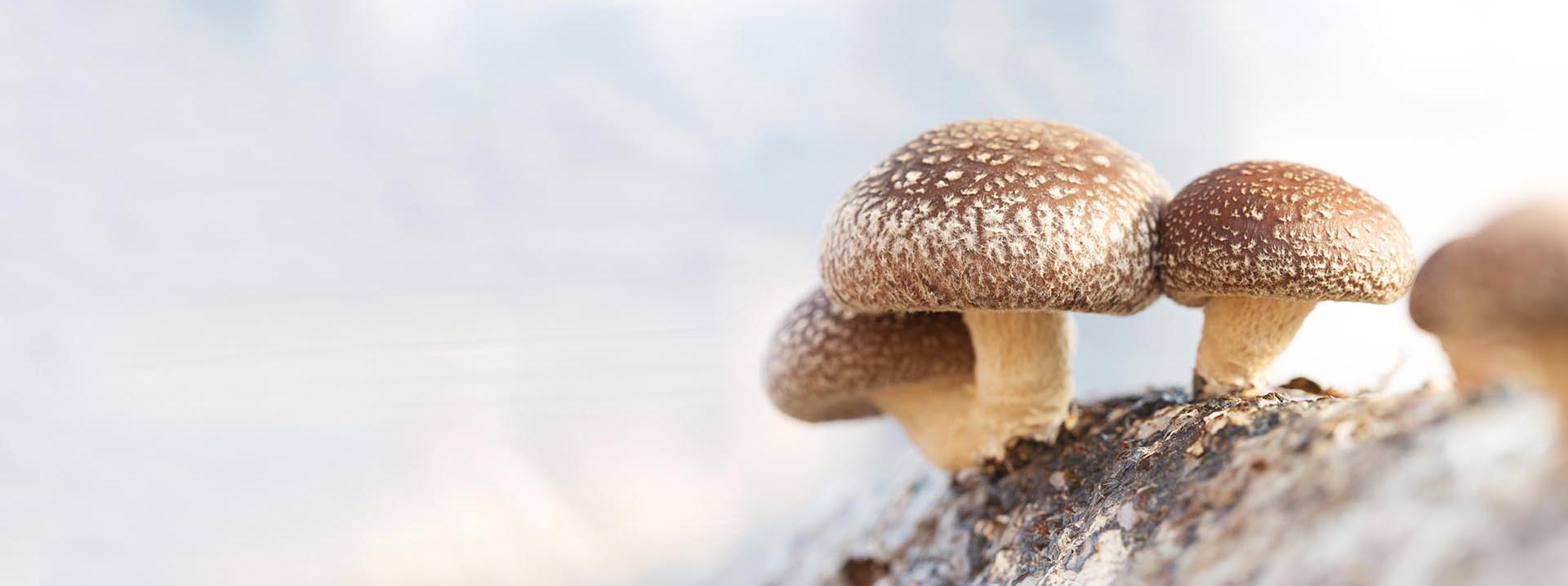 producent grzybów Shiitake